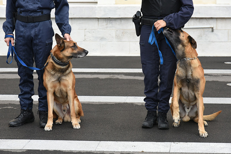 agent conducteur de chien